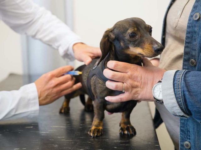 Check-ups for Your Dog